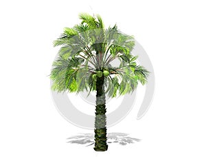 A tall palm tree  isolated over a white background.