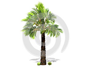 A tall palm tree  isolated over a white background.