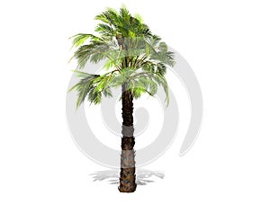 A tall palm tree  isolated over a white background.