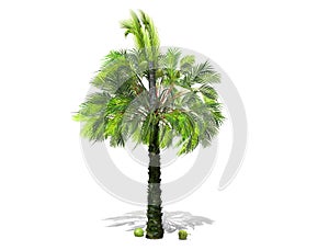 A tall palm tree  isolated over a white background.