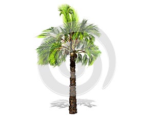 A tall palm tree  isolated over a white background.