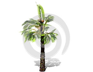 A tall palm tree  isolated over a white background.