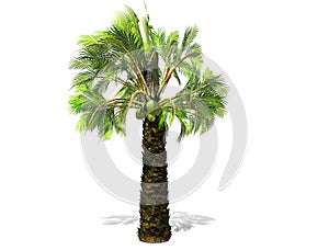 A tall palm tree  isolated over a white background.