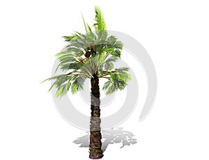 A tall palm tree  isolated over a white background.