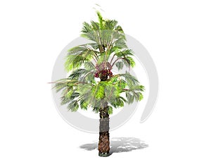 A tall palm tree isolated over a white background.