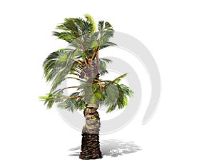 A tall palm tree isolated over a white background.