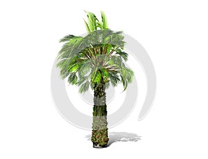 A tall palm tree isolated over a white background.