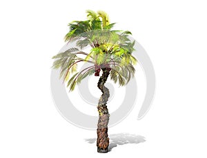 A tall palm tree isolated over a white background.