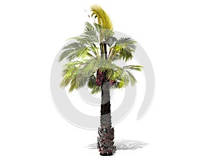 A tall palm tree isolated over a white background.