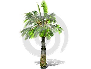 A tall palm tree isolated over a white background.