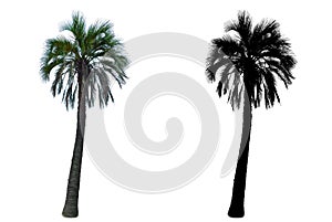 Tall palm tree isolated on white background with alpha mask