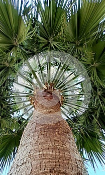 Tall palm tree with a large crown of leaves. Photographed from below near a tree trunk