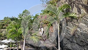 Tall palm tree oi front of stone rock.