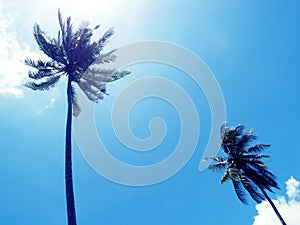 Tall palm tree silhouette on blue sky. Palm tree crown with green leaf on sunny sky background.