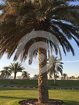 Tall palm tree surrounded by green grass. A tall green flowering palm tree among green grass.