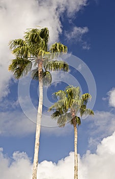 Tall palm trees