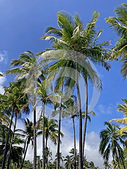 Tall palm trees against blue sky