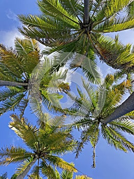Tall palm trees against blue sky