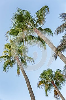 Tall palm trees against the blue sky. Bright sunny day. photo
