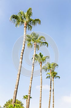 Tall palm trees against the blue sky. Bright sunny day. photo