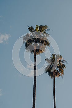 Tall palm trees against blue sky on a sunny day