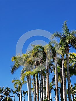 Tall palm trees against a bright blue clear sky in warm and sunny weather. Lush palm trees with green leaves and big trunks.