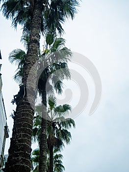 Tall palm trees against a cloudy sky. Autumn at the southern resort. Troika trees in bad weather