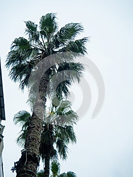 Tall palm trees against a cloudy sky. Autumn at the southern resort. Troika trees in bad weather