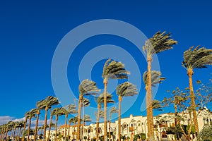 Tall palm trees against a deep blue sky