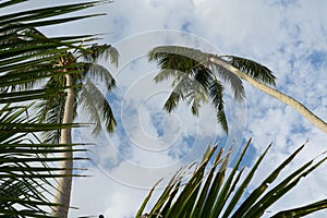 Tall palm trees against the sky and clouds