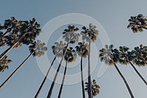 Tall palm trees against the sky in Seville, Spain