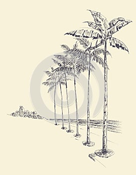 Tall palm trees alley on the beach