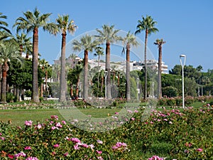 Tall palm trees are along the main street in Cannes - Promenade de la Croisette photo