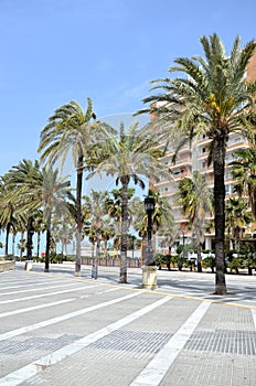 Tall palm trees along the sea front in Cadiz, Spain