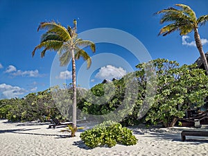 Tall palm trees on the beach of a desert island in the Maldives