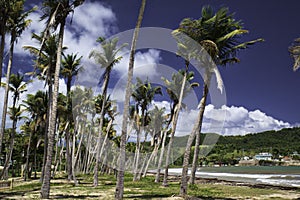 Tall palm trees on beautiful costal Island