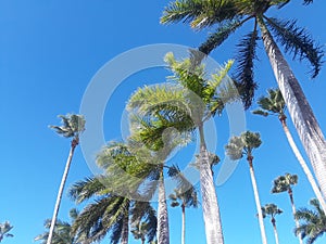 Tall Palm trees and blue sky
