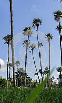 Tall palm trees. Blue sky. Summer time