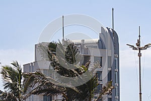 Tall Palm Trees in Front of Tall Apartment Building