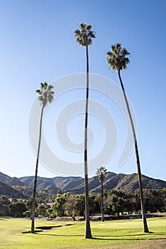 Tall Palm Trees on Golf Course