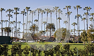 Tall Palm Trees of La Jolla