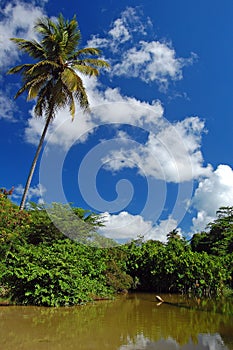 Tall palm trees on La Sagesse beach