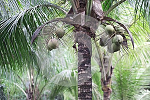 Tall palm trees with long green leaves