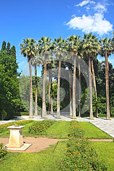 Tall palm trees at the National Garden of Athens Greece