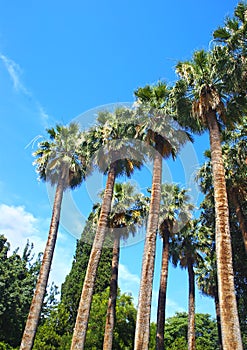 Tall palm trees at the National Garden of Athens Greece