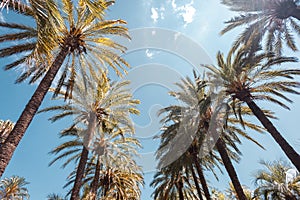 Tall palm trees on Promenade de la Croisette in Cannes photo