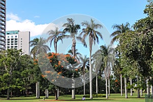 Tall palm trees and Royal poinciana Delonix regia in Brisbanes City Botanic Gardens under blue skys with two people sitting in s