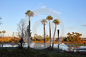 Tall Palm Trees in a Scenic Wetlands Area