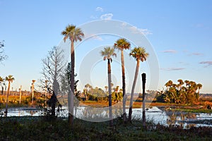 Tall Palm Trees in a Scenic Wetlands Area photo