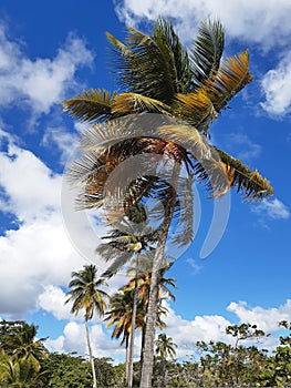 Tall palm trees shaken by the wind under tropical blue sky. Palm branches blowing in the wind. Landscape, nature and vegetation of